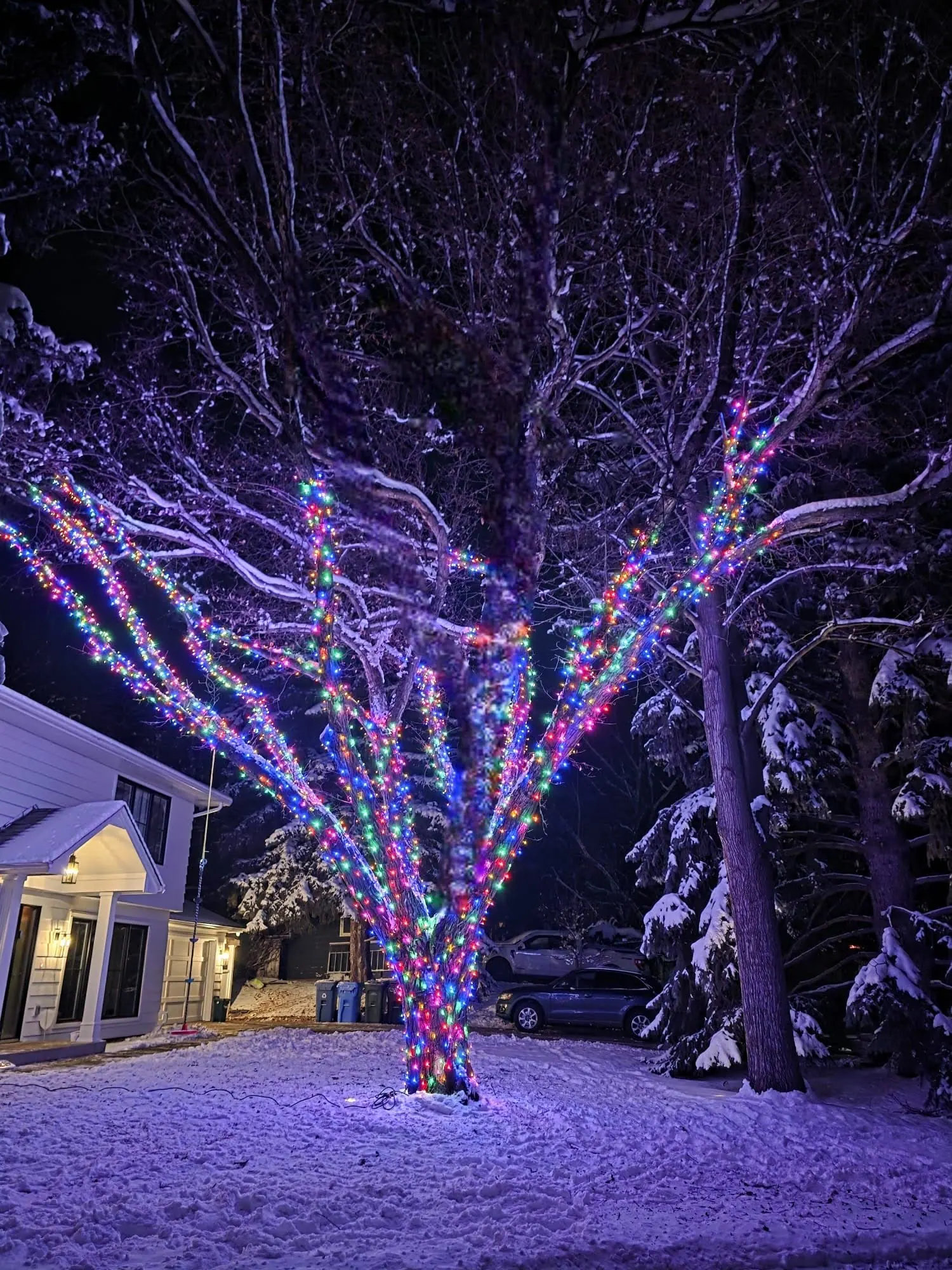 Large deciduous tree in a snowy front yard with its trunk and branches wrapped in multicolour mini lights