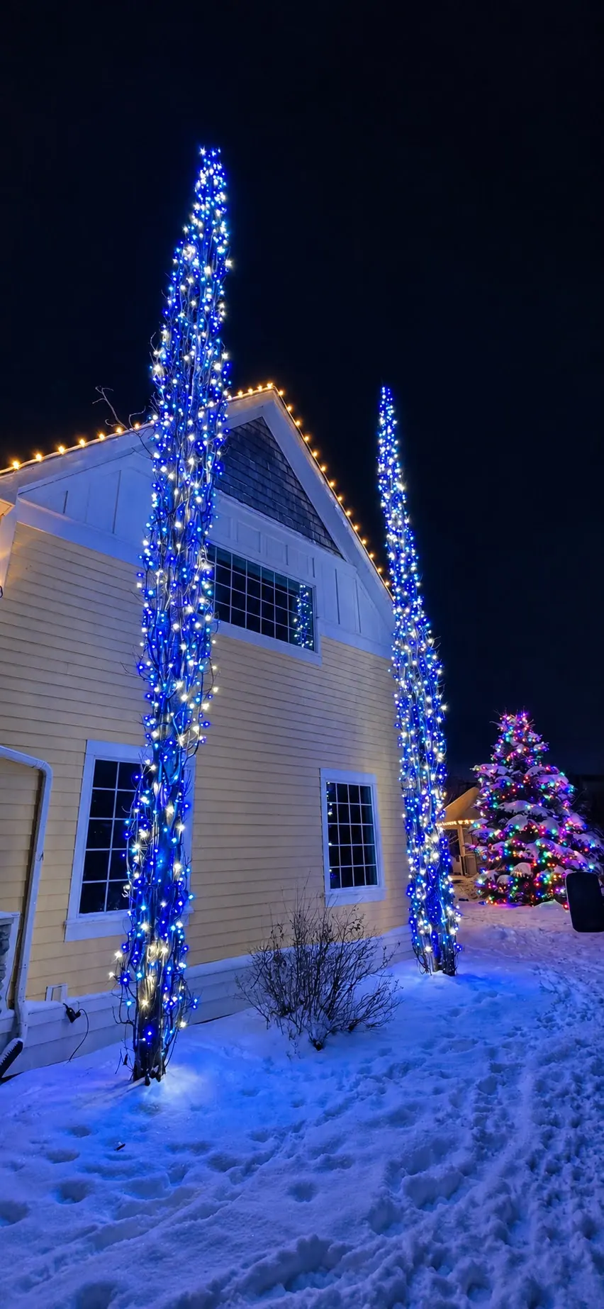 Two tall columnar trees wrapped from base to top in blue and white mini lights beside a house at night