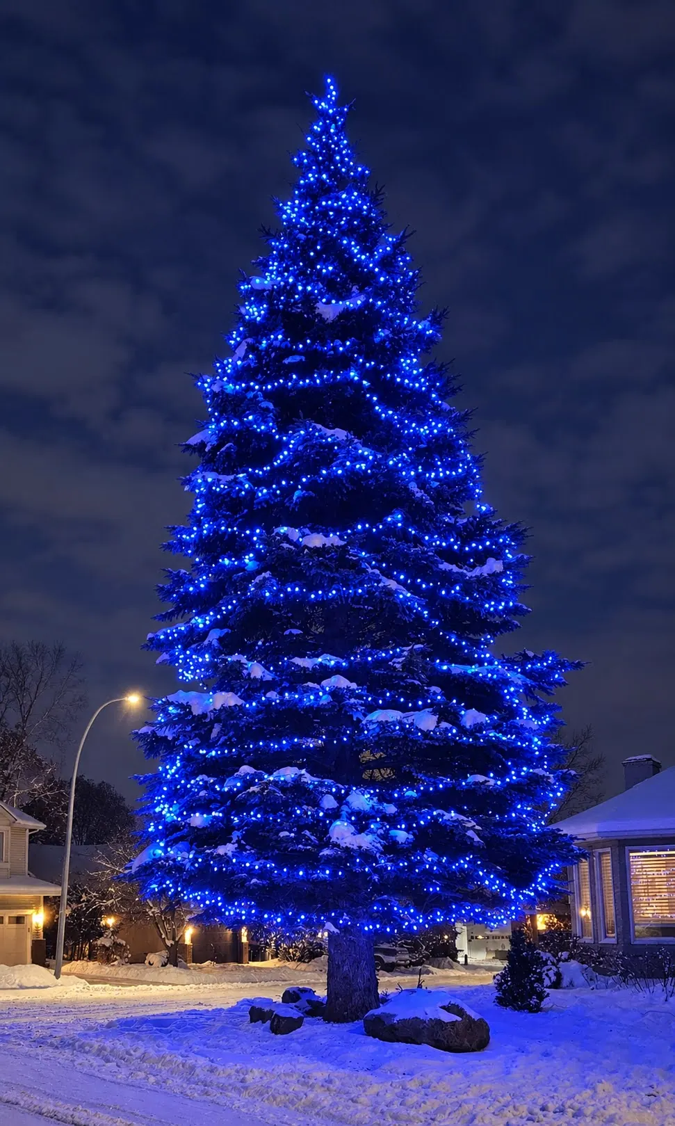 Tall spruce wrapped from base to tip in blue mini lights in a snowy front yard at dusk