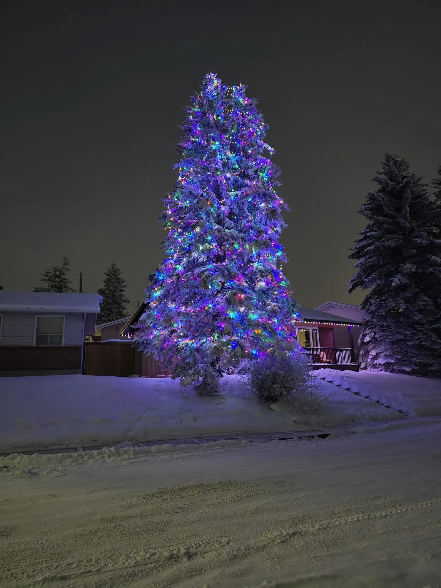 Tall spruce wrapped from base to tip in blue, purple and white mini lights in a snowy yard