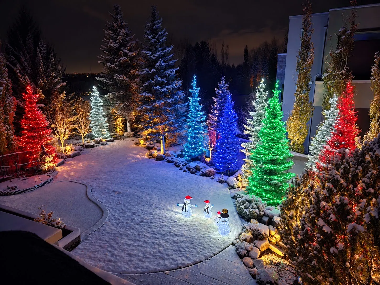 Backyard of spruces, each wrapped in a single colour of mini lights: red, blue, green and white, on a snowy night