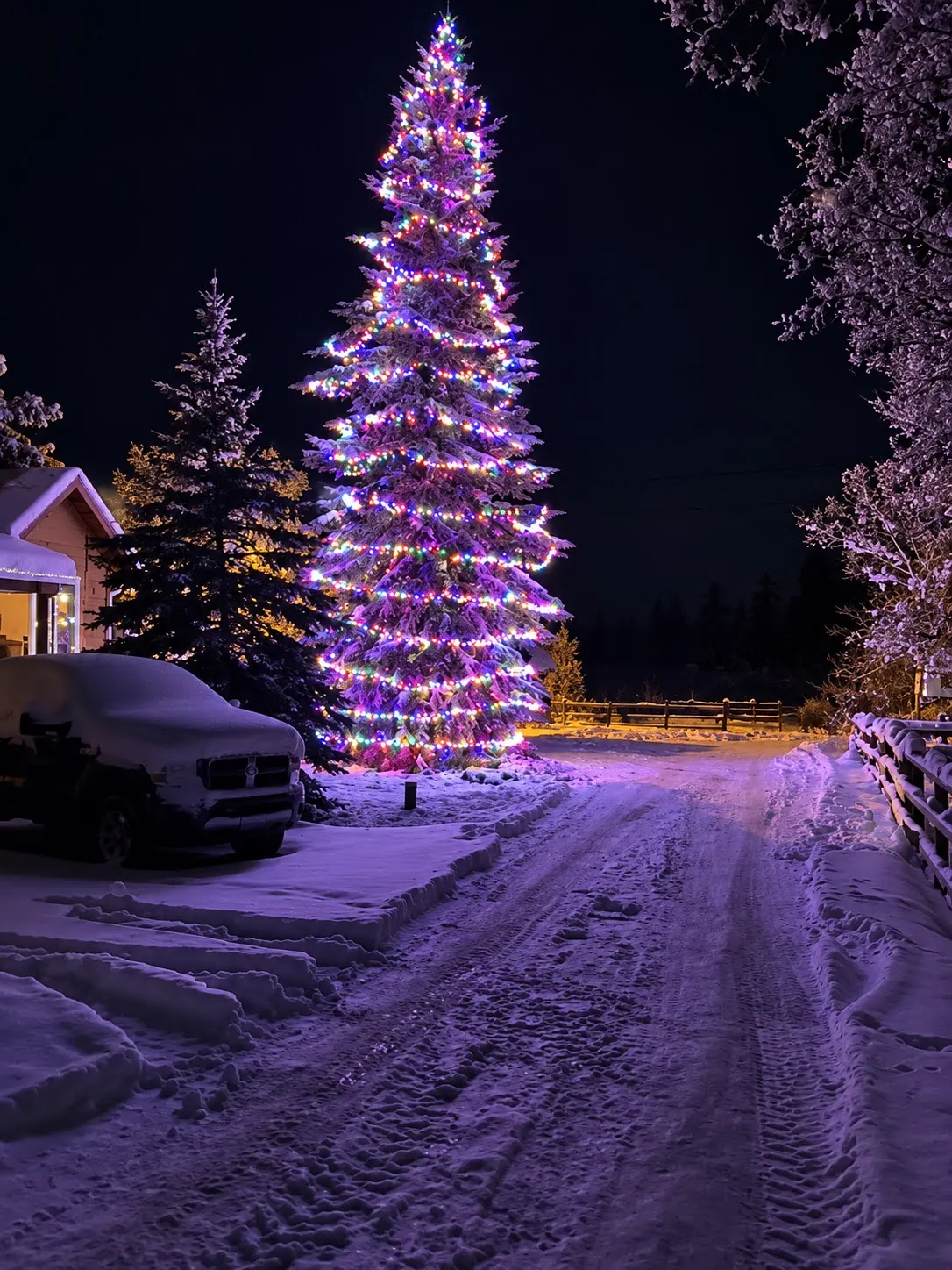 Very tall spruce wrapped from base to tip in multicolour mini lights beside a snowy lane at night