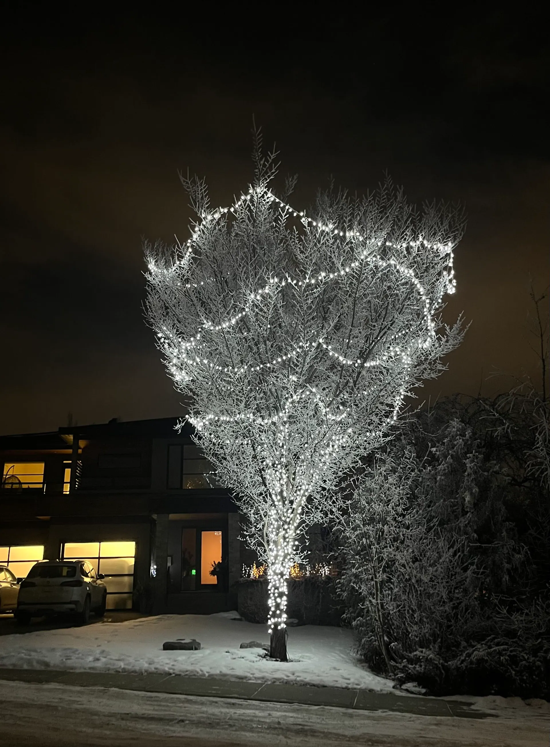 Deciduous tree in a front yard with its rounded canopy wrapped in cool white mini lights