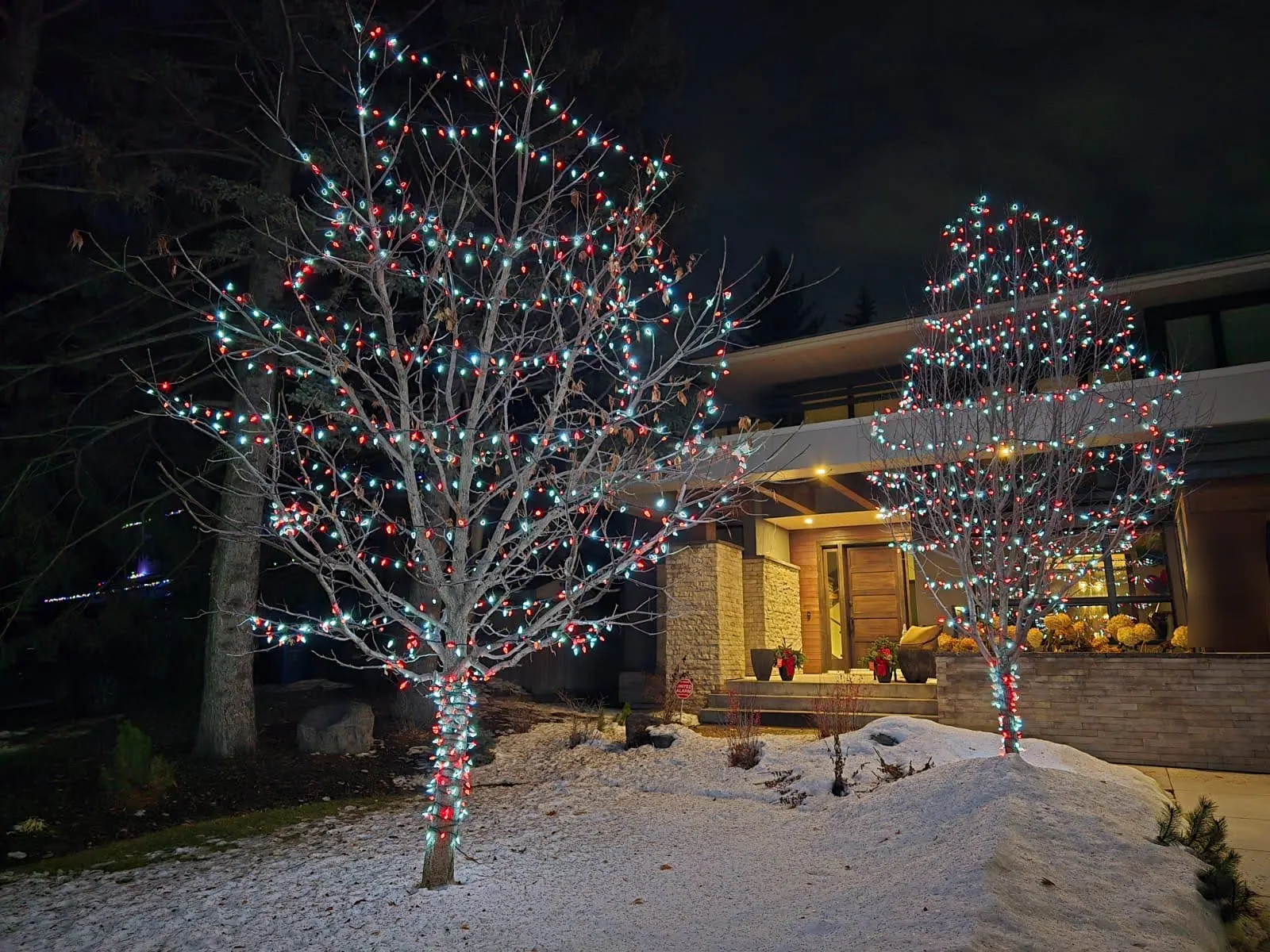 Two deciduous trees in a snowy front yard wrapped in red, white and teal mini lights