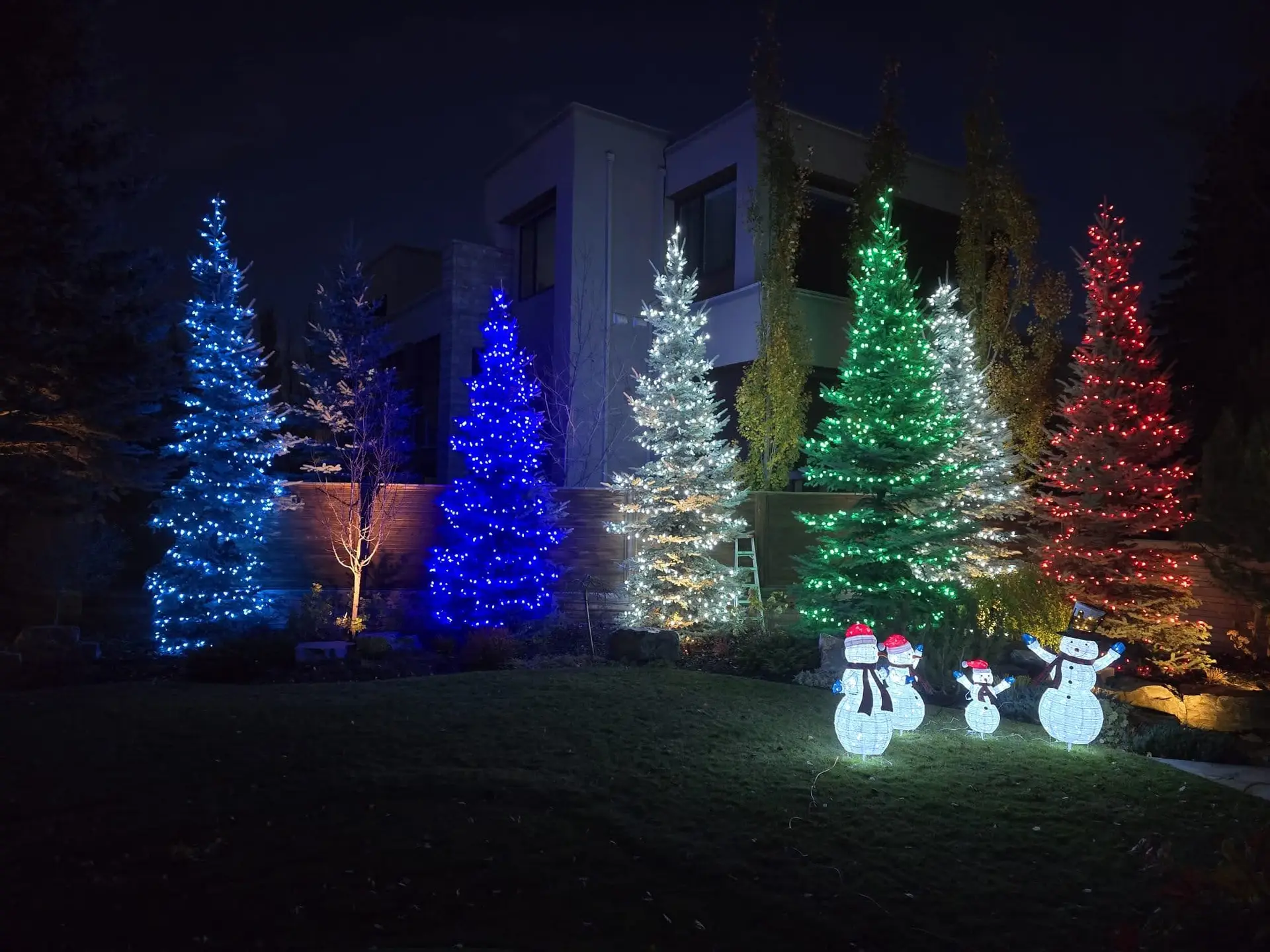 Row of evergreens wrapped in blue, white, green and red lights