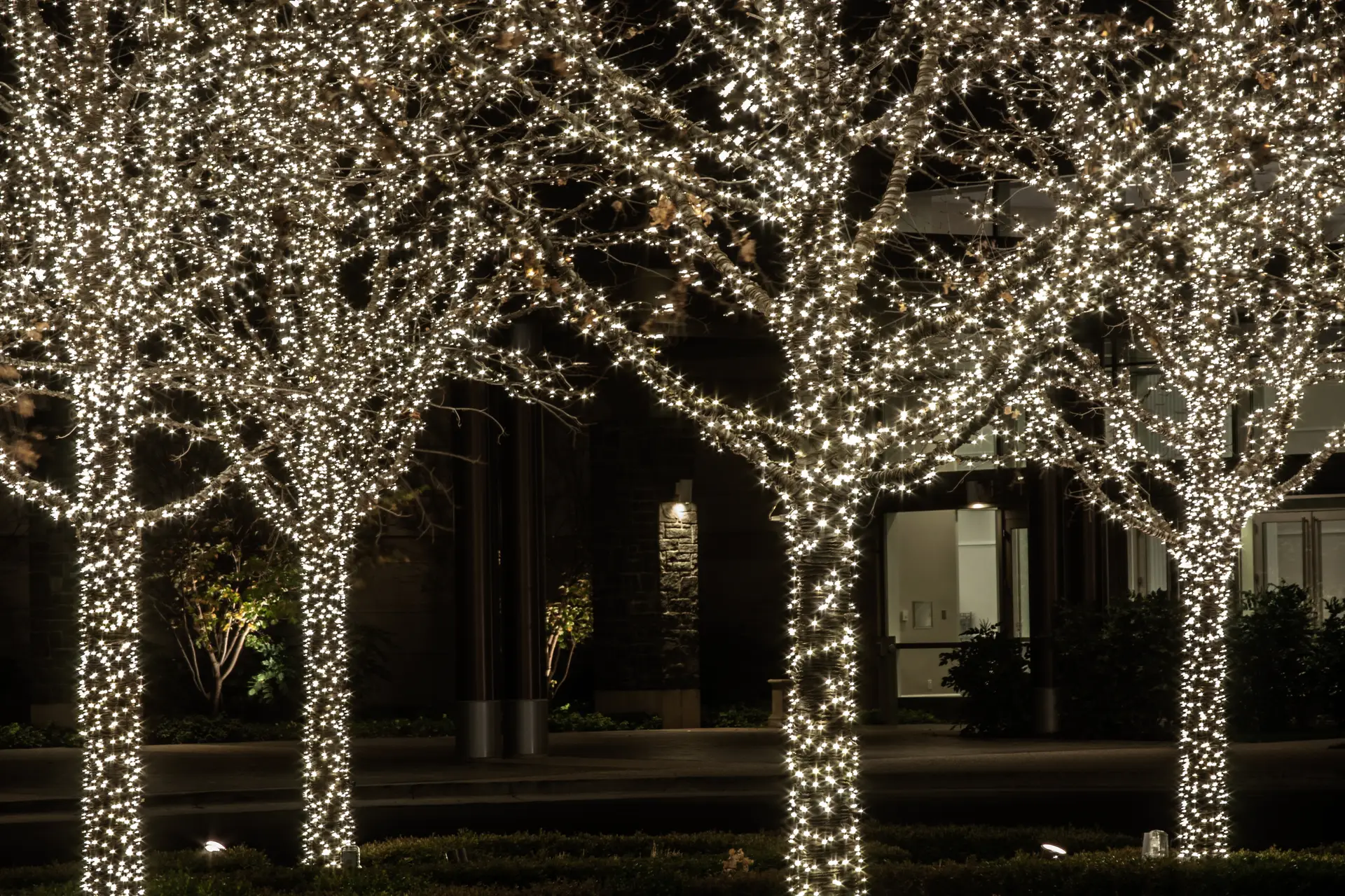 Row of trees with trunks and branches densely wrapped in warm white lights