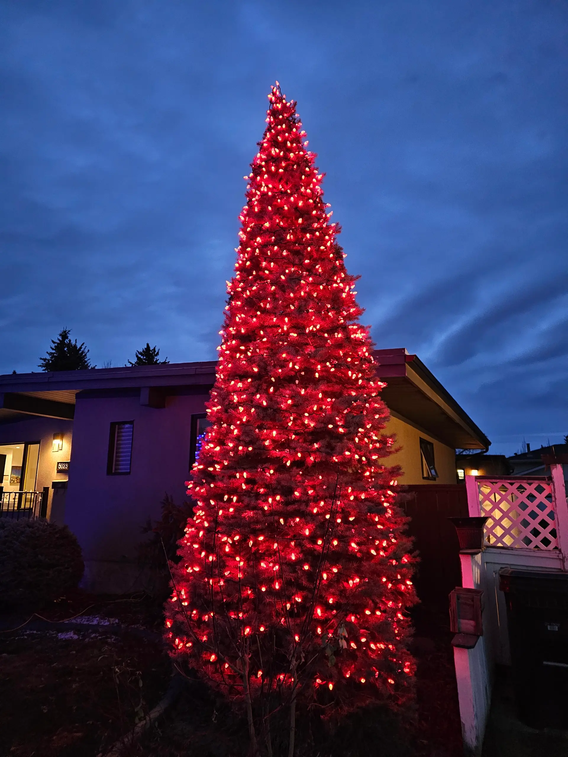 Tall spruce wrapped top to bottom in red lights at blue hour