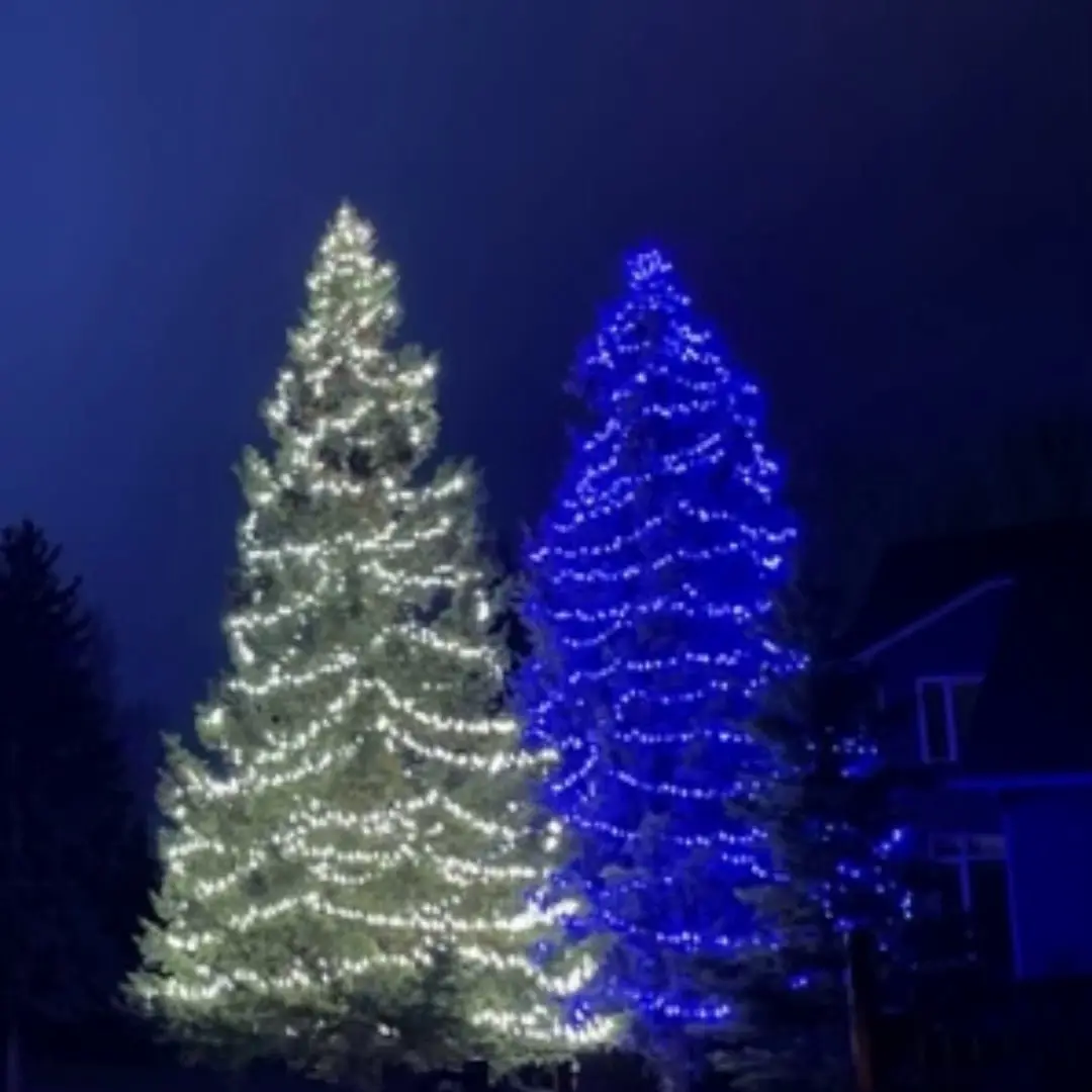 Two spruce trees, one wrapped in white and one in blue lights