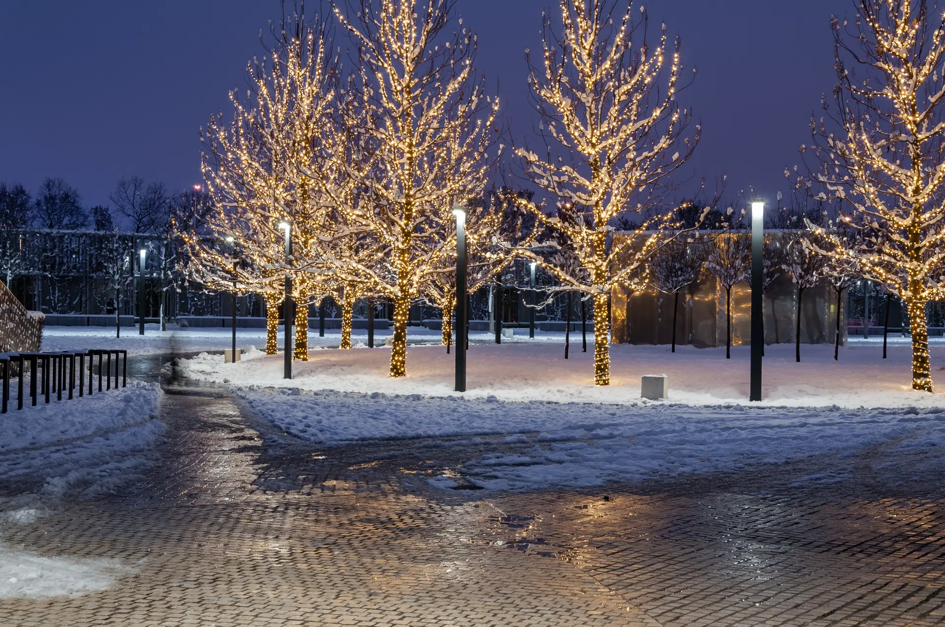 Path lined with trees wrapped in warm white lights at blue hour